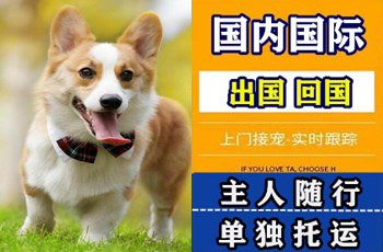 济南宠物托运公司济南宠物托运公司济南宠物托运公司