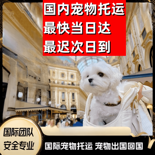济南到澳大利亚（澳洲）宠物入境规定和要求